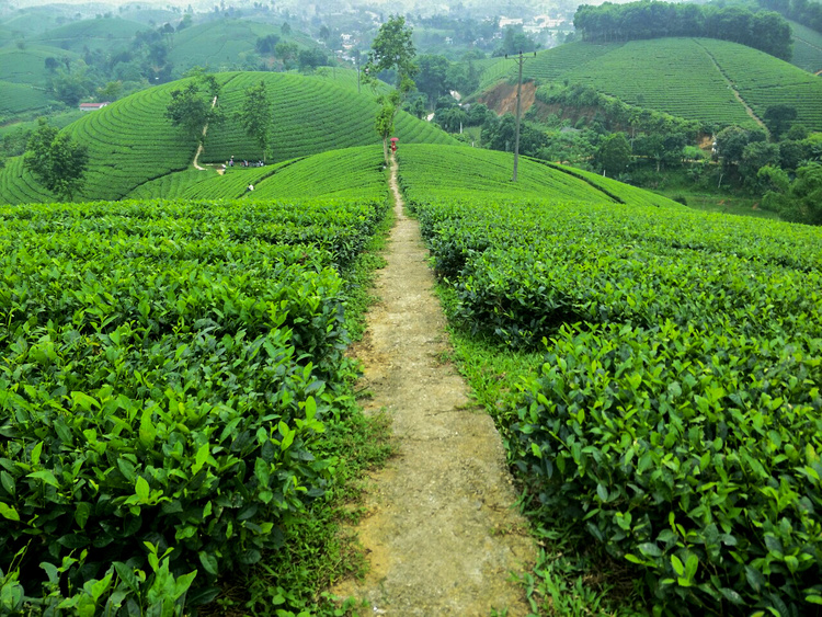 doi-che-phuc-khanh-tea